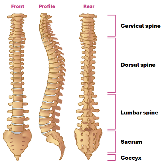 Schema Rachis SPINAL immobilization/theoretical background